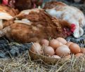 prečo sliepky žerú svoje vajcia