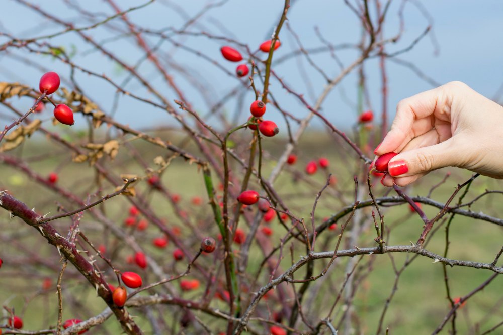 vyberanie kvalitných šípok v lese