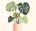 Monstera