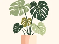 Monstera