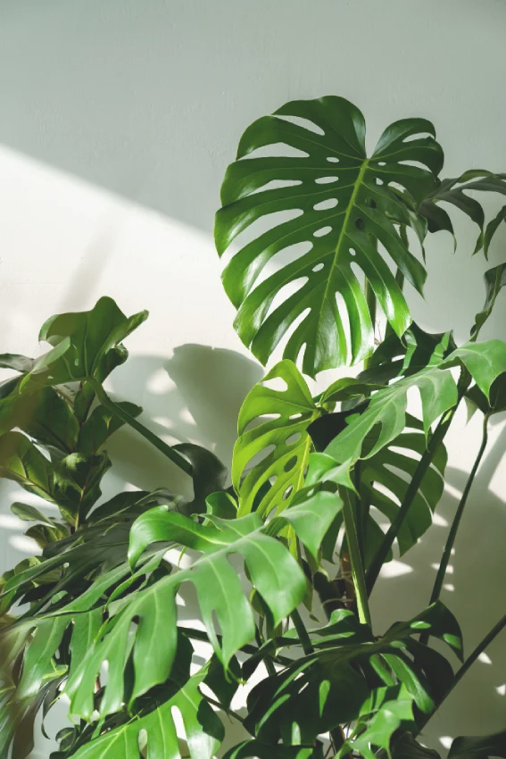 rastlina monstera